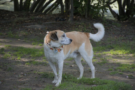 20250911_Dog park__DSC0105_.jpg