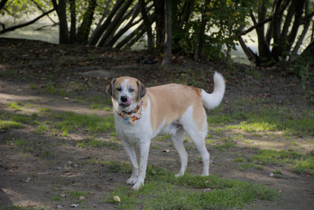 20250911_Dog park__DSC0106_.jpg