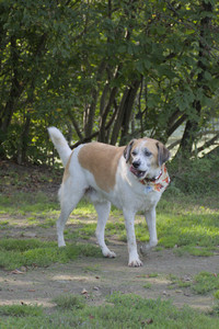 20250911_Dog park__DSC0110_.jpg