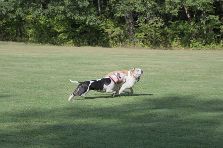 20250911_Dog park__DSC0111_.jpg