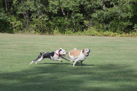 20250911_Dog park__DSC0112_.jpg