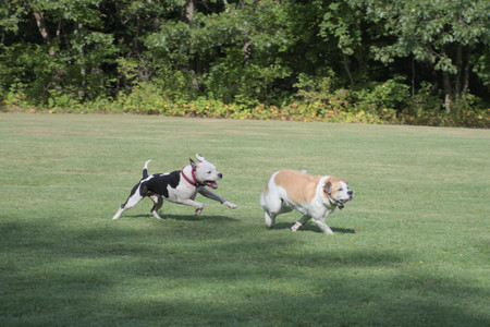 20250911_Dog park__DSC0113_.jpg
