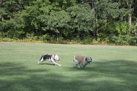 20250911_Dog park__DSC0114_.jpg