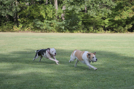 20250911_Dog park__DSC0115_.jpg