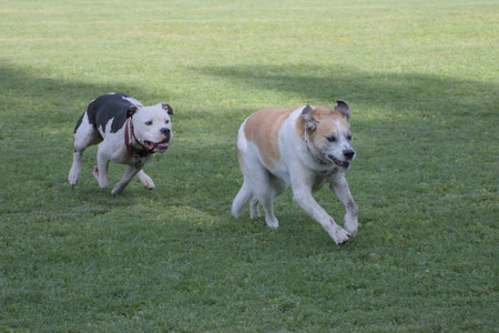 20250911_Dog park__DSC0116_.jpg