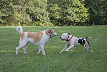 20250911_Dog park__DSC0117_.jpg