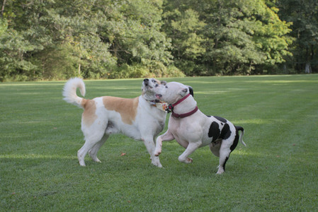 20250911_Dog park__DSC0118_.jpg