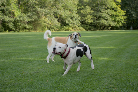 20250911_Dog park__DSC0119_.jpg