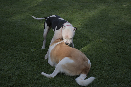 20250911_Dog park__DSC0121_.jpg