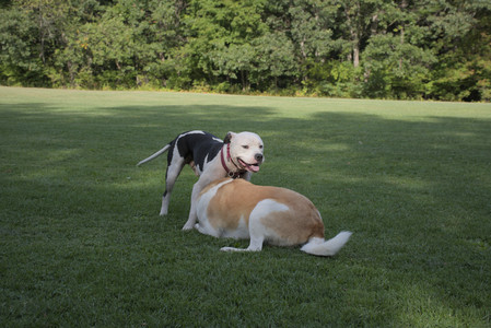 20250911_Dog park__DSC0123_.jpg