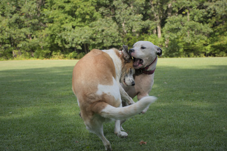 20250911_Dog park__DSC0125_.jpg
