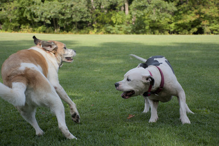 20250911_Dog park__DSC0126_.jpg