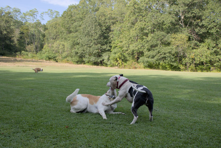 20250911_Dog park__DSC0127_.jpg
