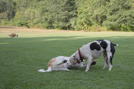 20250911_Dog park__DSC0130_.jpg