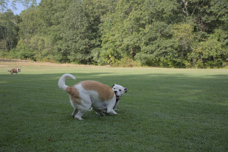 20250911_Dog park__DSC0132_.jpg