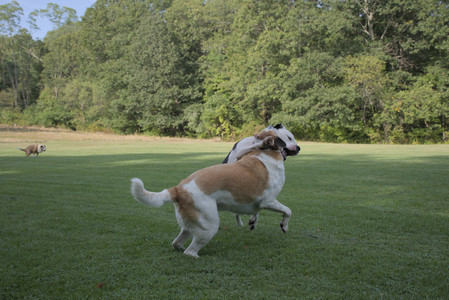 20250911_Dog park__DSC0133_.jpg