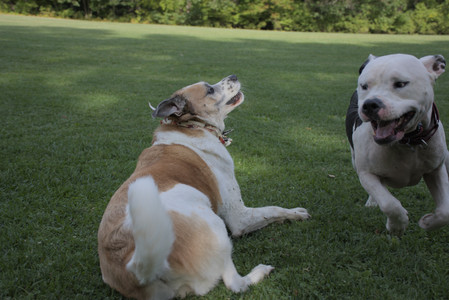 20250911_Dog park__DSC0134_.jpg