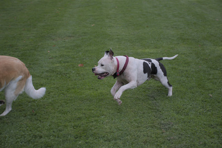 20250911_Dog park__DSC0135_.jpg