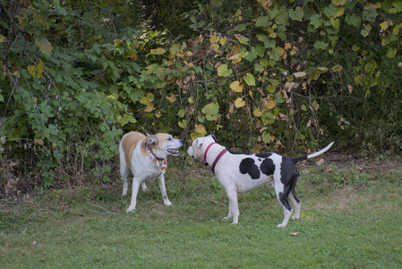 20250911_Dog park__DSC0136_.jpg