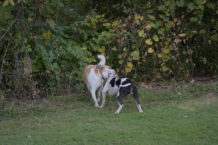 20250911_Dog park__DSC0138_.jpg