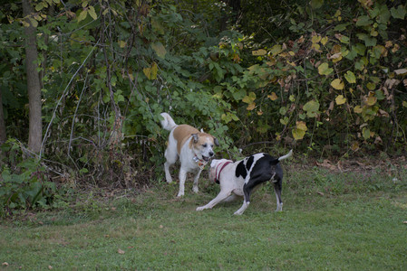 20250911_Dog park__DSC0139_.jpg