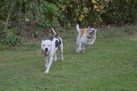 20250911_Dog park__DSC0141_.jpg