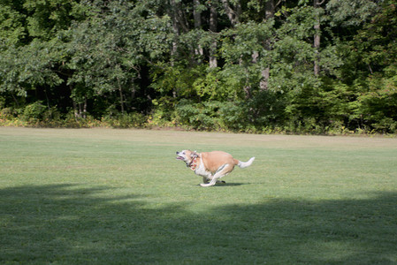 20250911_Dog park__DSC0143_.jpg