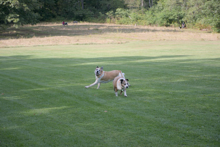 20250911_Dog park__DSC0148_.jpg