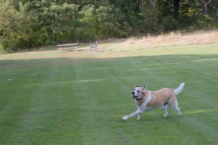 20250911_Dog park__DSC0149_.jpg