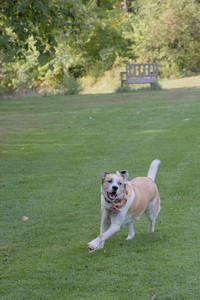 20250911_Dog park__DSC0150_.jpg