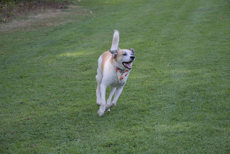 20250911_Dog park__DSC0151_.jpg