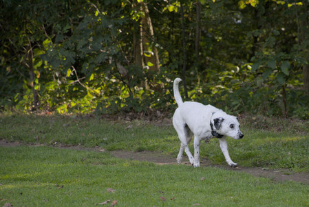 20250911_Dog park__DSC0154_.jpg