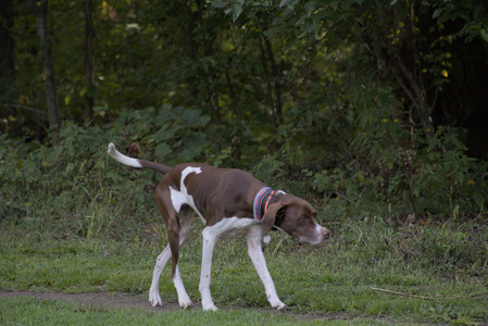 20250911_Dog park__DSC0155_.jpg