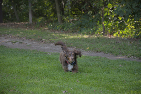 20250911_Dog park__DSC0158_.jpg