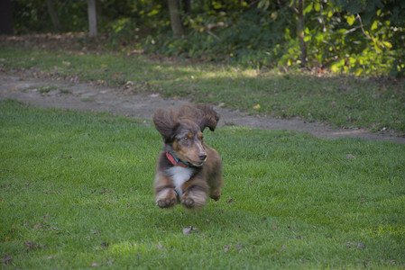 20250911_Dog park__DSC0160_.jpg
