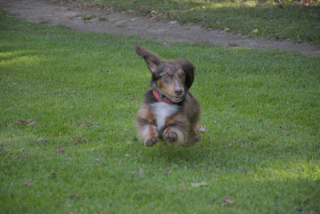 20250911_Dog park__DSC0161_.jpg