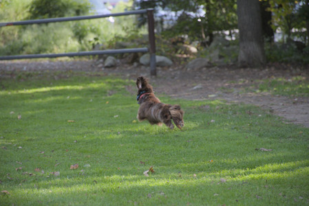 20250911_Dog park__DSC0164_.jpg