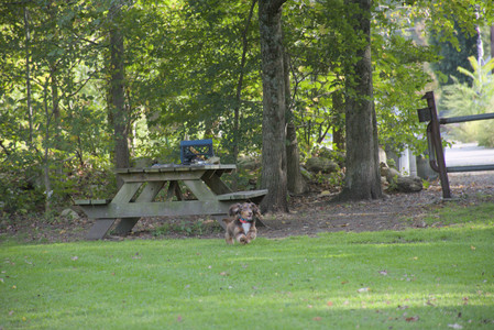 20250911_Dog park__DSC0165_.jpg