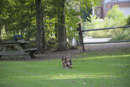 20250911_Dog park__DSC0168_.jpg