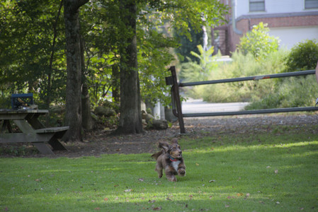 20250911_Dog park__DSC0169_.jpg