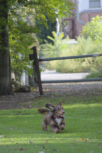 20250911_Dog park__DSC0170_.jpg