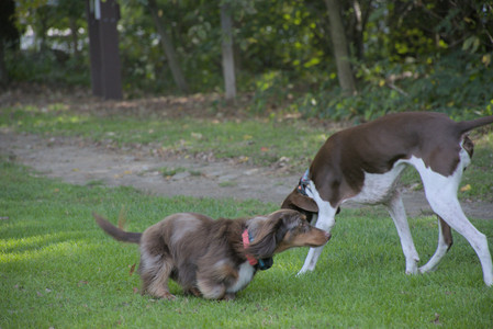 20250911_Dog park__DSC0174_.jpg