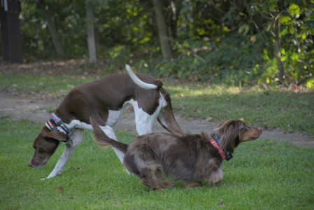 20250911_Dog park__DSC0175_.jpg
