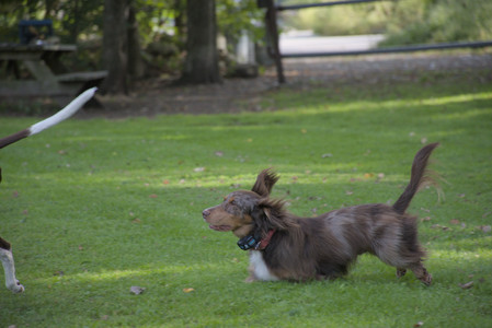 20250911_Dog park__DSC0178_.jpg