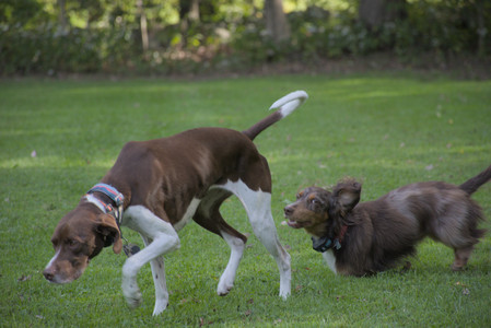 20250911_Dog park__DSC0179_.jpg