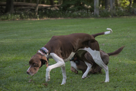 20250911_Dog park__DSC0181_.jpg