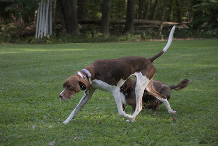 20250911_Dog park__DSC0182_.jpg