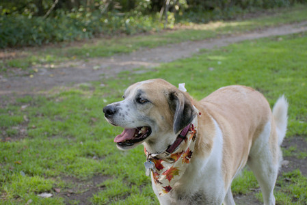 20250911_Dog park__DSC0188_.jpg