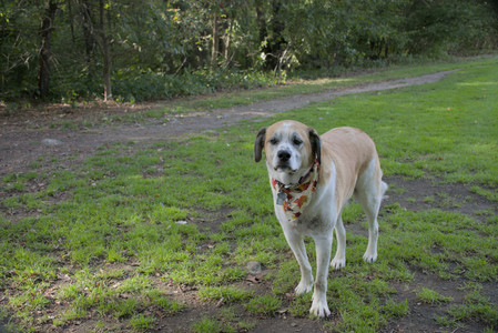 20250911_Dog park__DSC0191_.jpg