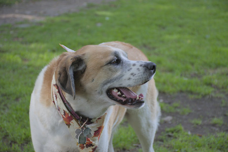 20250911_Dog park__DSC0193_.jpg